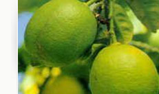 limonlimones