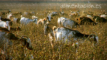 Imagen de resolucion Baja cabras7