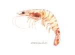 Langostino tigre oriental