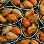 Latas de mejillones-1