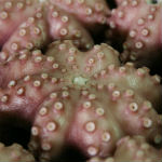 Pulpo-4