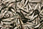 Sardinas-2