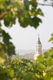 Localizacion-Garnacha-Campo de Borja