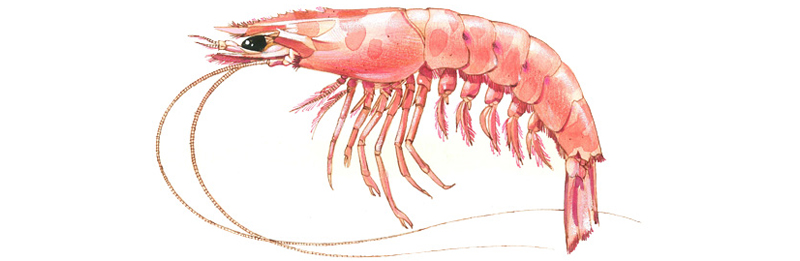 Langostino