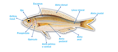 Partes de un pez