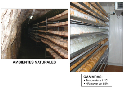 Ambientes para la maduración de quesos de pasta compactada y desarrollo de mohos (Cabrales o Gamonedo)Ambientes para la maduración de quesos de pasta compactada y desarrollo de mohos (Cabrales o Gamonedo)es