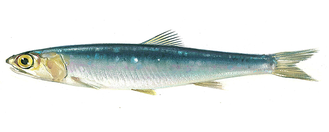 Boquerón, anchoa