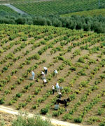 Caracteristicas-Montilla-Moriles