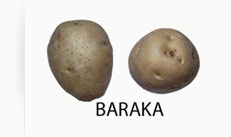 Patata tipo Baraka Patata tipo Baraka