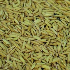 Granos de arroz