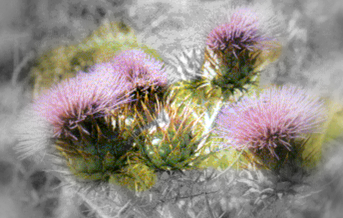 Flor de cardo (Cynara cardunculus)